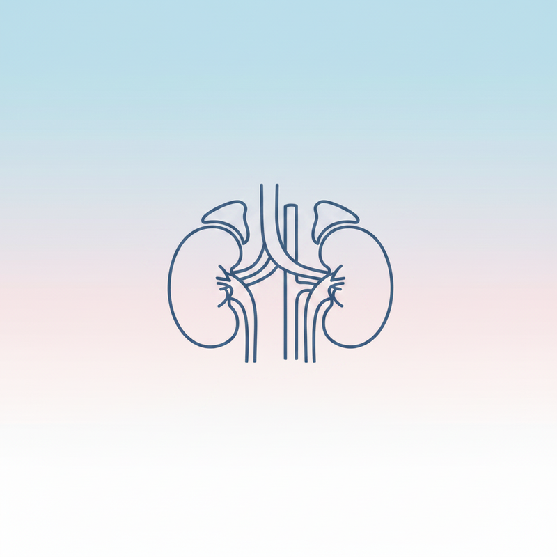 Kidneys Line Art