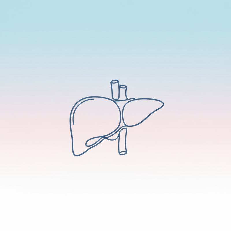 Liver Organ Line Art