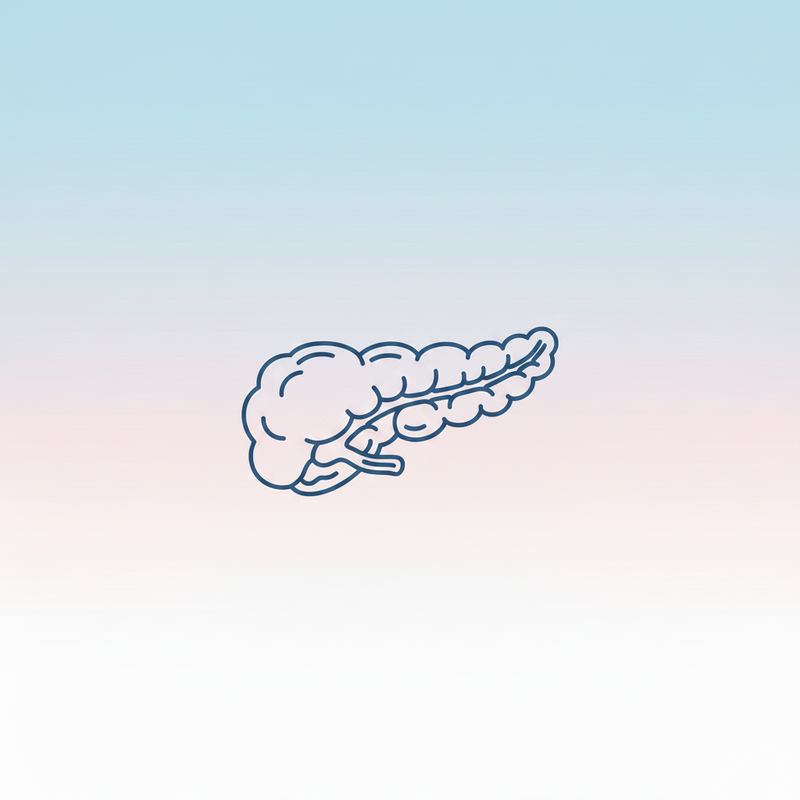 Pancreas Line Art