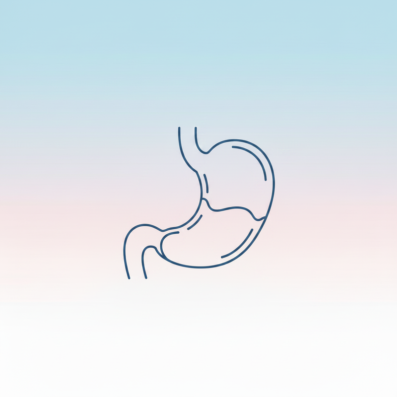 Stomach Line Art