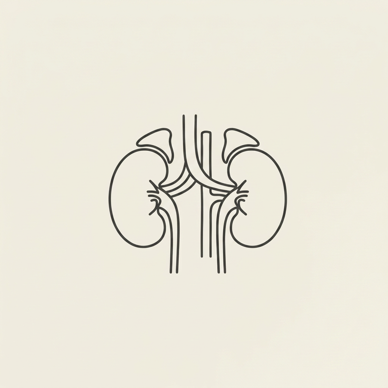 URICAL kidney illustration