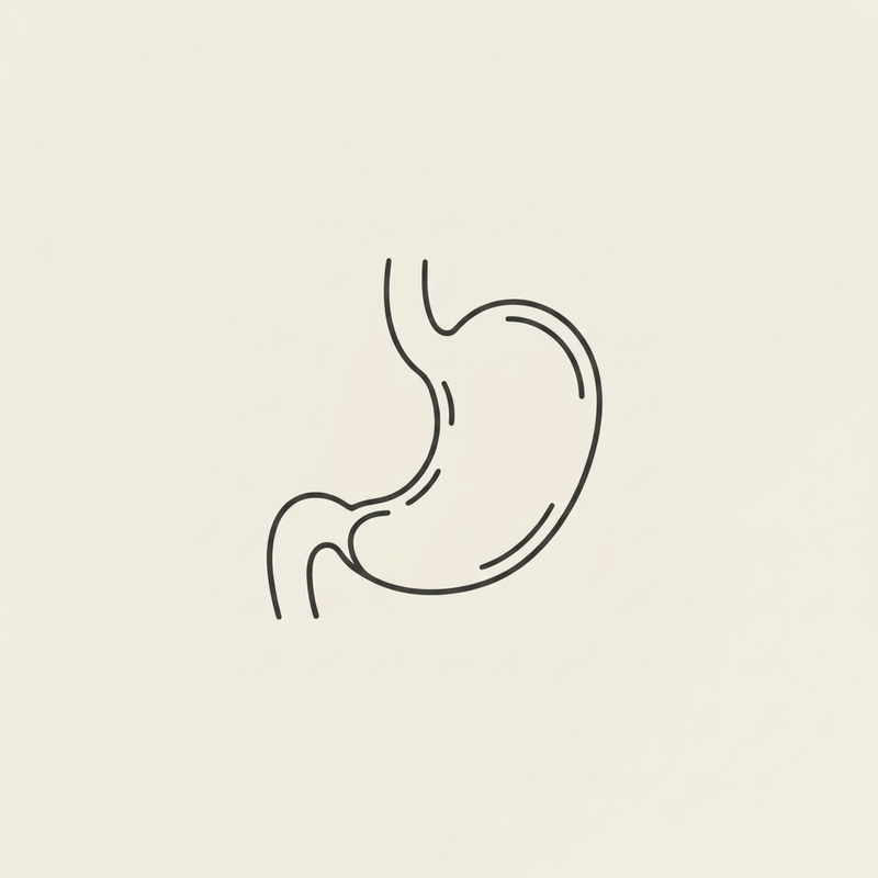 ZYMEN stomach illustration